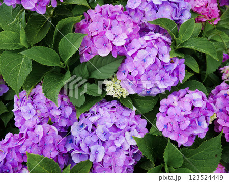 心奪われる紫陽花の絶景：日本の初夏風景 123524449