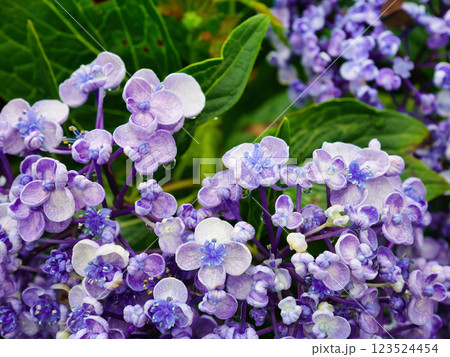 心奪われる紫陽花の絶景:日本の初夏風景 心奪われる紫陽花の絶景:日本の初夏風景 123524454