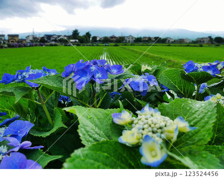 心奪われる紫陽花の絶景：日本の初夏風景 123524456