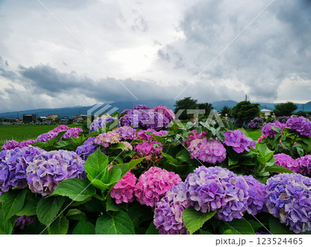 心奪われる紫陽花の絶景:日本の初夏風景 心奪われる紫陽花の絶景:日本の初夏風景 123524465