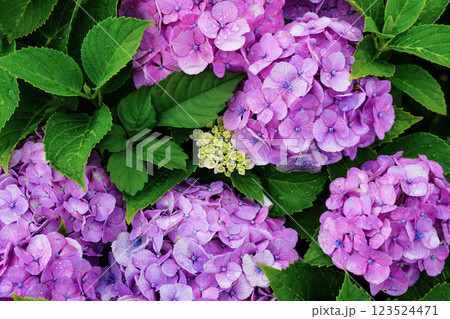 心奪われる紫陽花の絶景:日本の初夏風景 心奪われる紫陽花の絶景:日本の初夏風景 123524471