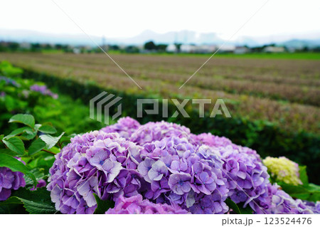 心奪われる紫陽花の絶景：日本の初夏風景 123524476