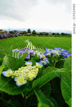 心奪われる紫陽花の絶景:日本の初夏風景 心奪われる紫陽花の絶景:日本の初夏風景 123524482