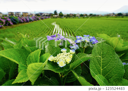 心奪われる紫陽花の絶景:日本の初夏風景 心奪われる紫陽花の絶景:日本の初夏風景 123524483