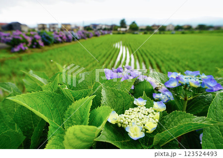 心奪われる紫陽花の絶景:日本の初夏風景 心奪われる紫陽花の絶景:日本の初夏風景 123524493