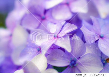 心奪われる紫陽花の絶景：日本の初夏風景 123524512