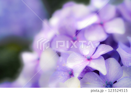 心奪われる紫陽花の絶景：日本の初夏風景 123524515