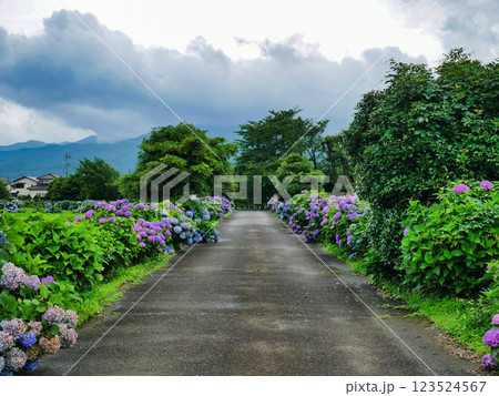 幻想的な紫陽花の道：田園風景に溶け込む初夏風景 123524567