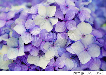 心奪われる紫陽花の絶景:日本の初夏風景 心奪われる紫陽花の絶景:日本の初夏風景 123524573
