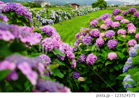 心奪われる紫陽花の絶景：日本の初夏風景 123524575
