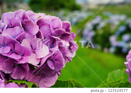 心奪われる紫陽花の絶景:日本の初夏風景 心奪われる紫陽花の絶景:日本の初夏風景 123524577