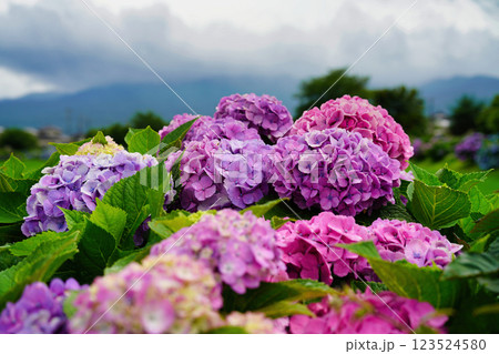 心奪われる紫陽花の絶景：日本の初夏風景 123524580