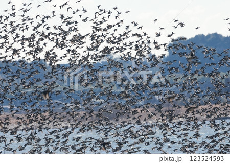 沼から飛び立つ、無数のカモの群 沼から飛び立つ、無数のカモの群 123524593