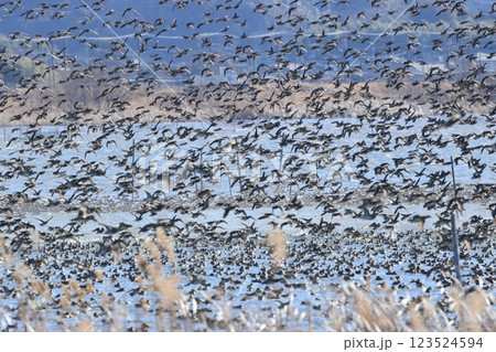 沼から飛び立つ、無数のカモの群 沼から飛び立つ、無数のカモの群 123524594