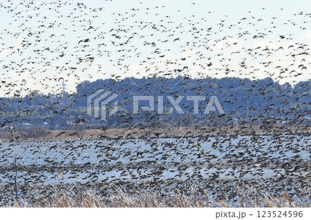 沼から飛び立つ、無数のカモの群 123524596
