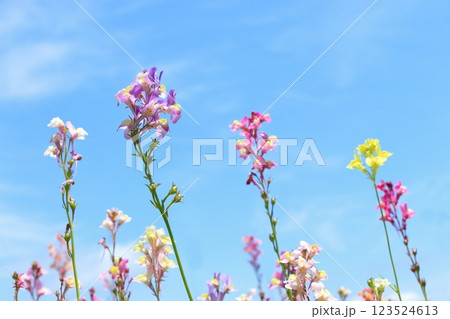 リナリアの花畑 123524613