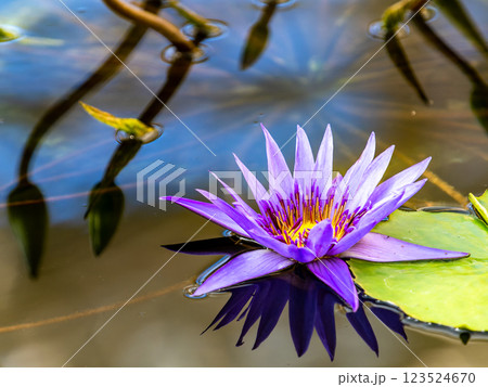 水辺を彩る紫色の美しい熱帯スイレン 123524670