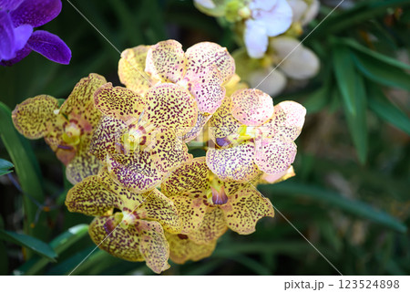 Hybrid Vanda orchid flower blossom in garden 123524898