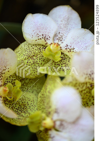 Hybrid Vanda orchid flower blossom in garden 123524899