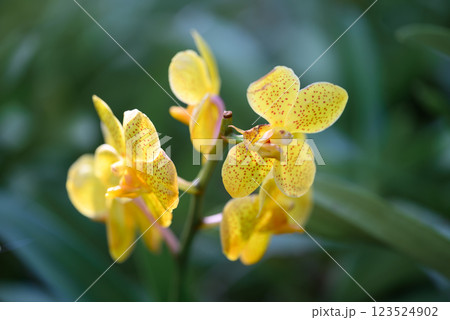 Yellow orchid flowers (Ascocentrum miniatum or Vanda miniatum) Yellow orchid flowers (Ascocentrum miniatum or Vanda miniatum) 123524902
