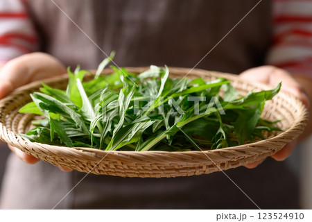 Mizuna, Water green, Japanese mustard green or spider mustard in basket holding by woman hand Mizuna, Water green, Japanese mustard green or spider mustard in basket holding by woman hand 123524910