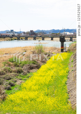 黄色い花咲く兵庫県たつの市の揖保川にかかる龍野旭橋から見た龍野橋の風景 123525027