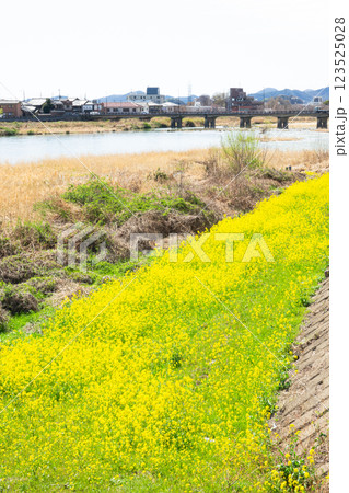 黄色い花咲く兵庫県たつの市の揖保川にかかる龍野旭橋から見た龍野橋の風景 123525028
