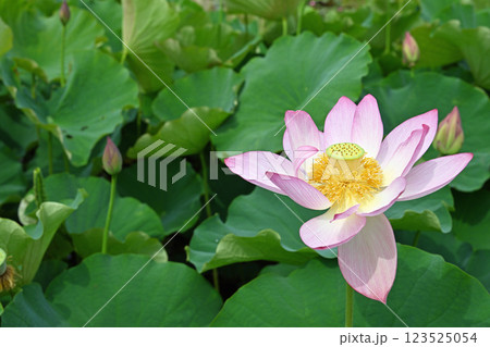 蓮の花のある風景 123525054