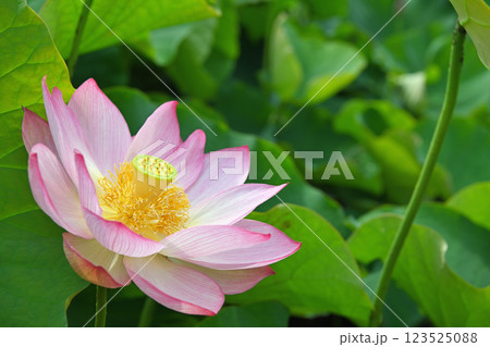 蓮の花のある風景 蓮の花のある風景 123525088