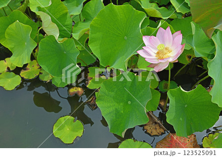 池に咲く蓮の花 池に咲く蓮の花 123525091