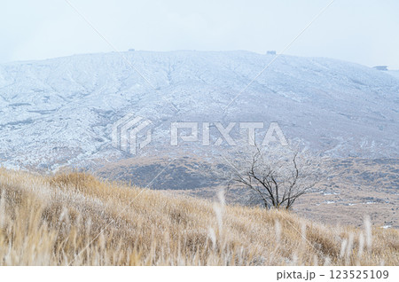 霧氷した草原と阿蘇山　冬の阿蘇の風景 123525109