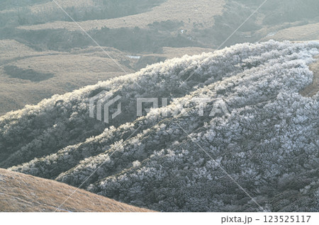 霧氷した冬の森 冬の阿蘇の風景 霧氷した冬の森 冬の阿蘇の風景 123525117