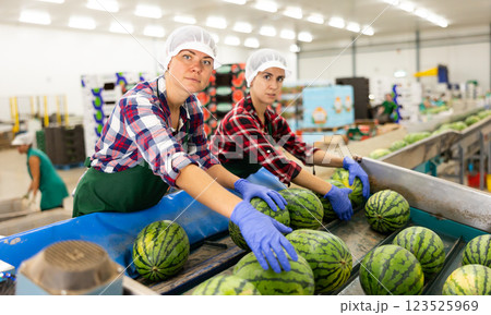Women in uniform sorting watermelons in factory Women in uniform sorting watermelons in factory 123525969