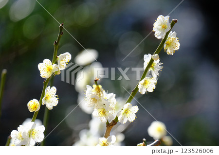 梅の花 123526006