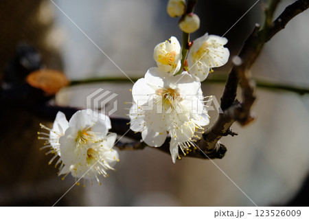 梅の花 梅の花 123526009