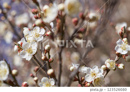 梅林の開花 梅林の開花 123526080