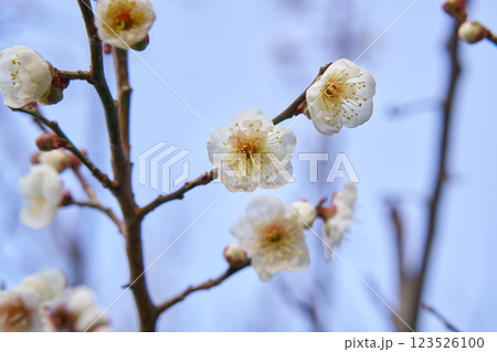 白い梅の花 白い梅の花 123526100