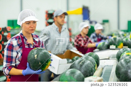 Female sorter working on watermelons sorting line in fruit processing factory Female sorter working on watermelons sorting line in fruit processing factory 123526101