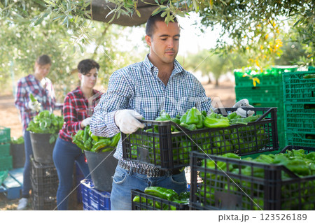 Man gardener stacking crates with pepper Man gardener stacking crates with pepper 123526189
