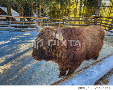 Highland cattle grazing peacefully in a winter landscape 123526461