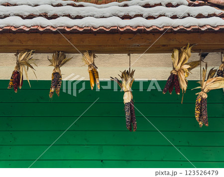 Dried corn cobs hanging from a rustic building under snow in winter 123526479