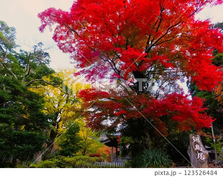 真っ赤な紅葉 123526484