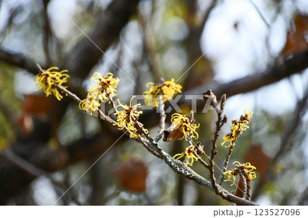 シナマンサク Chinese witch hazel シナマンサク Chinese witch hazel 123527096