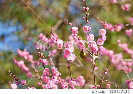 梅の花の蜜を吸うメジロ 123527126