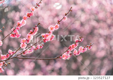 逆光の梅の花　 123527127