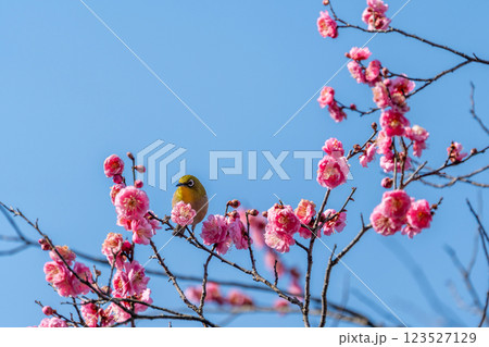 梅の花の蜜を吸うメジロ 123527129
