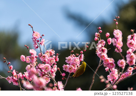 梅の花の蜜を吸うメジロ 梅の花の蜜を吸うメジロ 123527138