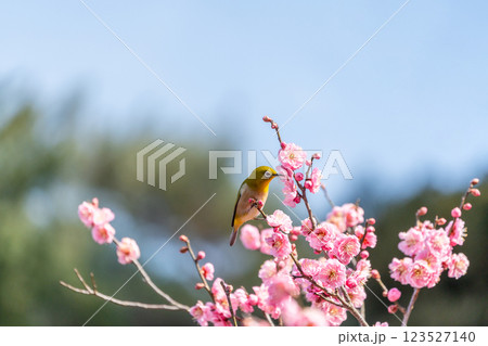 梅の花の蜜を吸うメジロ 123527140