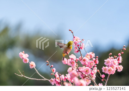 梅の花の蜜を吸うメジロ 梅の花の蜜を吸うメジロ 123527141