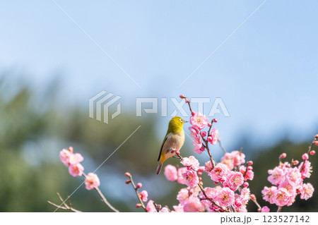 梅の花の蜜を吸うメジロ 123527142